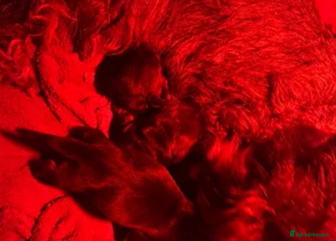 Dachshund dogs for sale: Wire haired dachshund  - Image 1