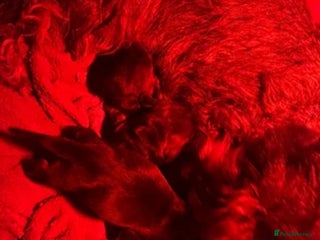 Dachshund dogs for sale - Advert 1