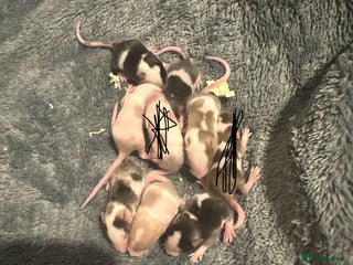 Mouse rodents - Advert 36