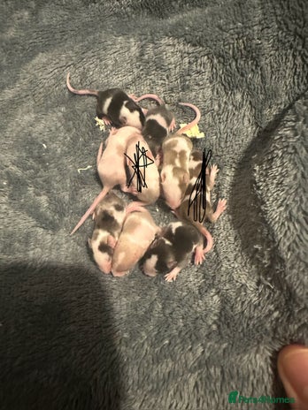 Mouse rodents - Advert 2
