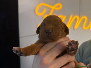 Labrador Retriever dogs Just a beautiful litter Deep reds - Advert 11