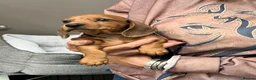 Miniature Dachshund dogs for sale: Top Quality KC Reg PRA Clear Mini Dachshunds - Advert 8