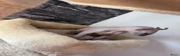 Sphynx cats for sale: 🐈‍⬛🐾 Sphynx elf's / Canadian kittens  - Advert 6