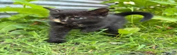 Domestic Shorthair cats for sale: 4 kittens ready to go now  - Advert 7