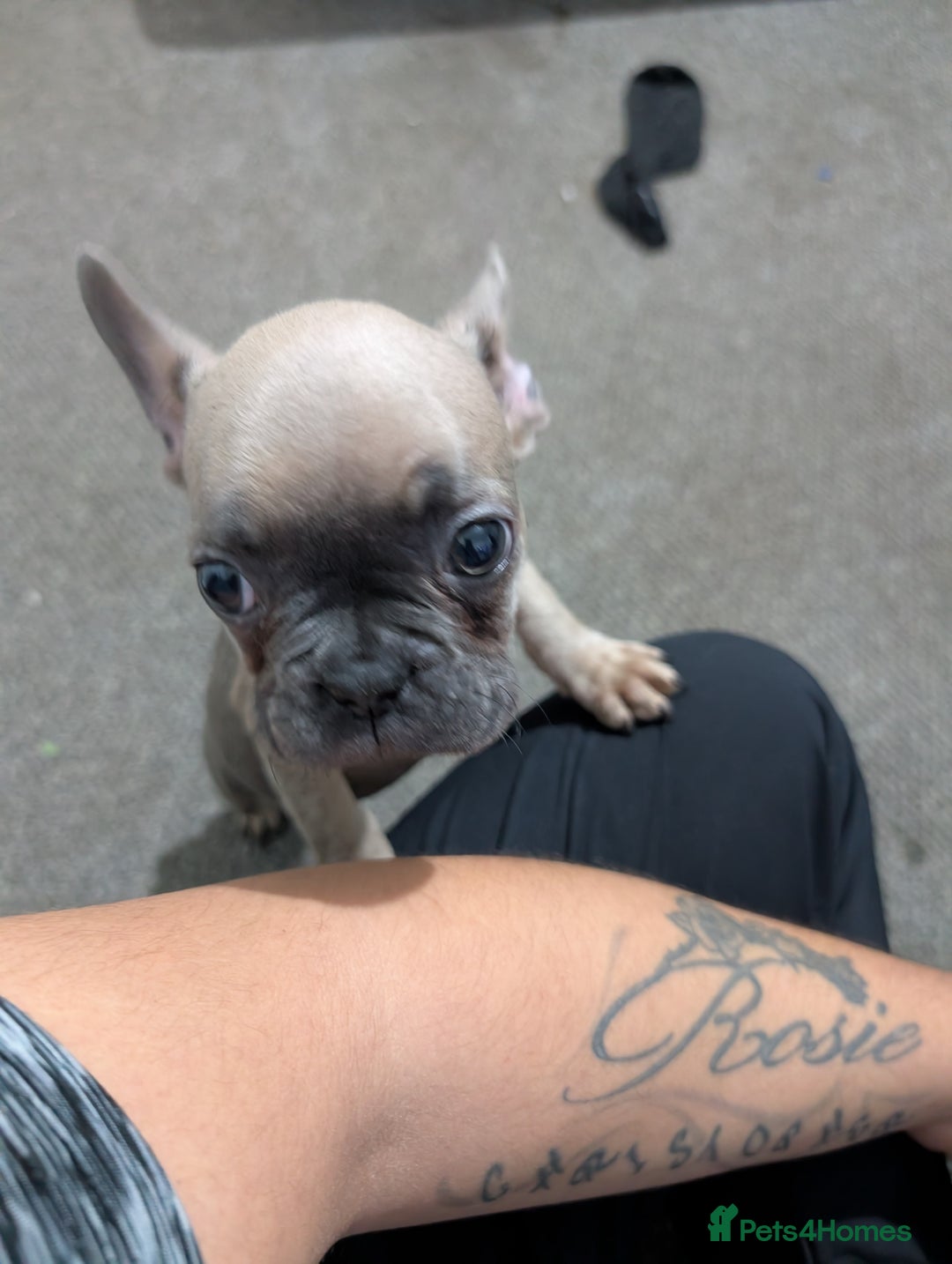 French Bulldog dogs for sale: French dog for sale  - Advert 33