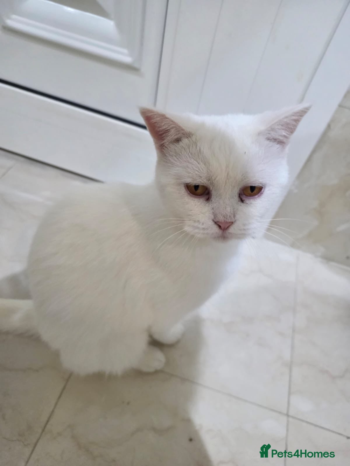 Mixed Breed cats Mimi  - Advert 6