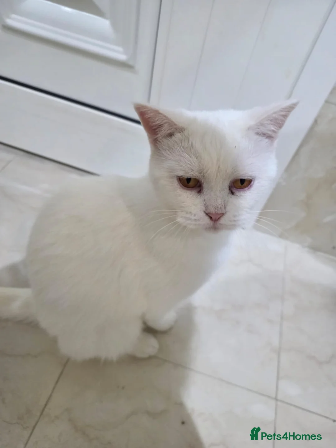 Mixed Breed cats for sale: Mimi  - Advert 1