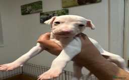 Whippet dogs for sale: Kc reg whippets  - Image 7