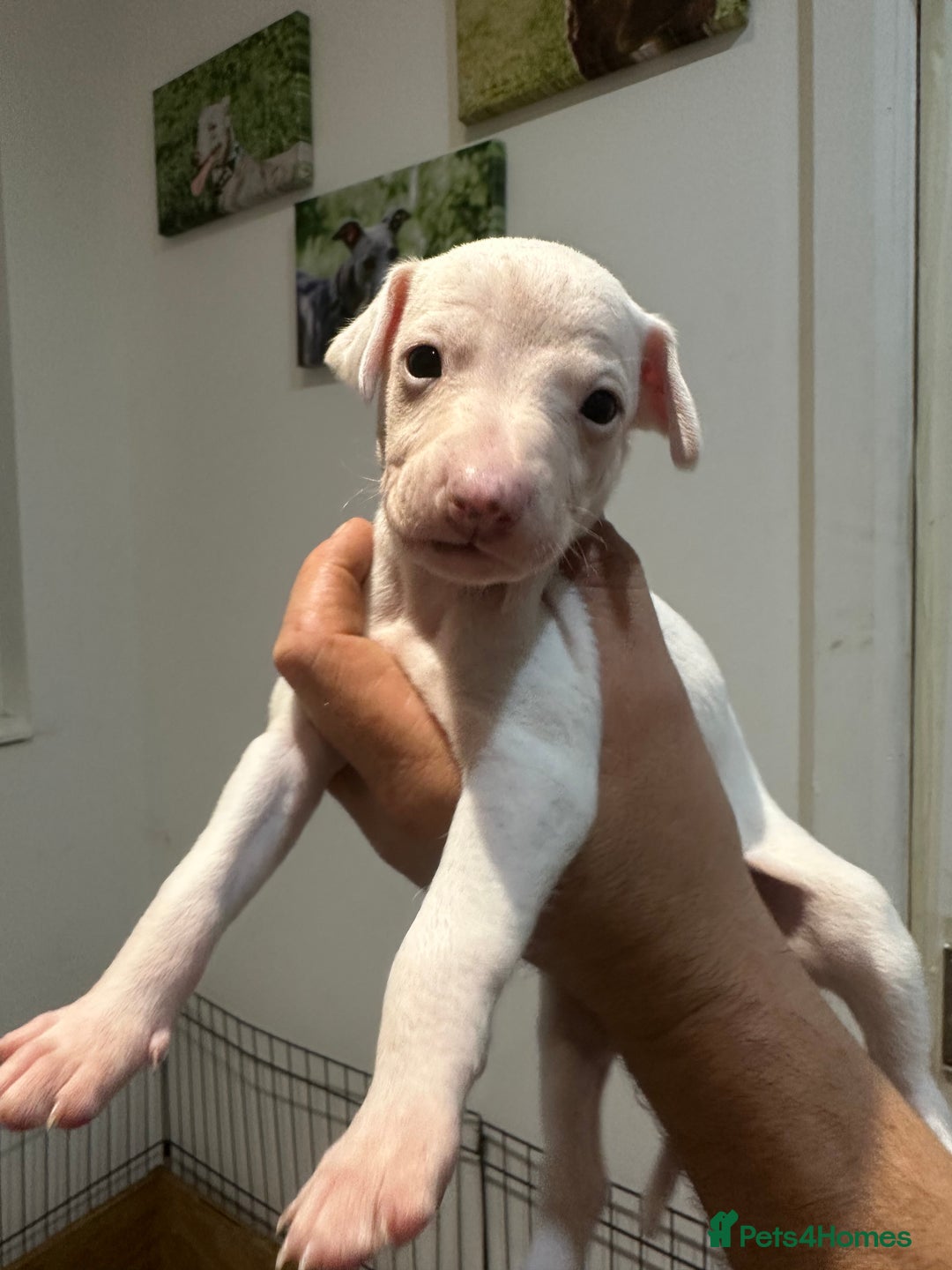 Whippet dogs for sale: Kc reg whippets  - Image 7