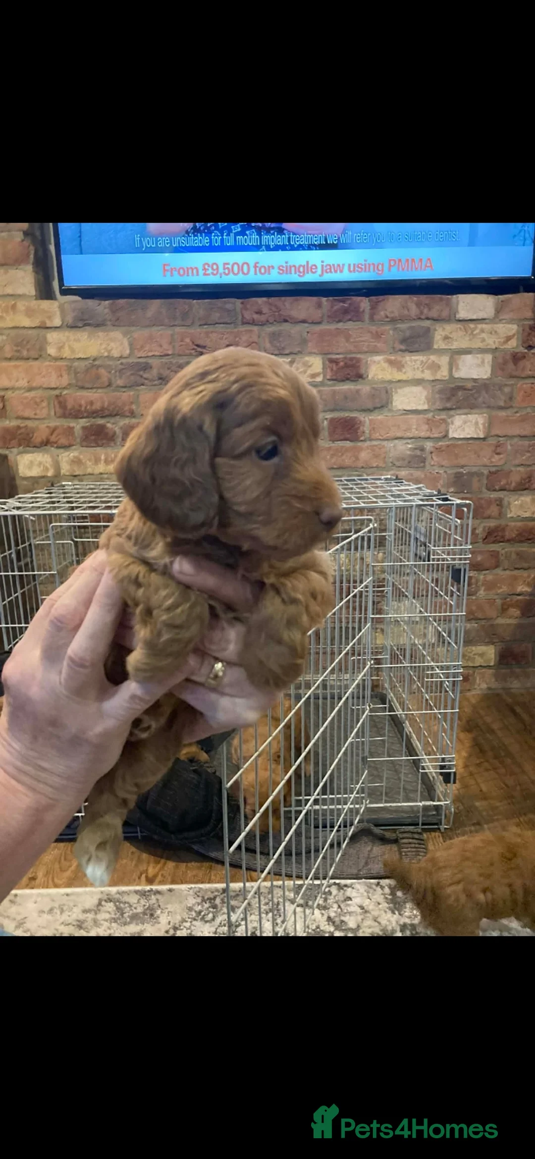 Cockapoo dogs for sale: Cockapoo puppies  - Advert 1