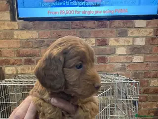 Cockapoo dogs Cockapoo puppies - Advert 3