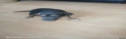 Mixed Breed dogs for sale: Amazing playful puppies  - Advert 5