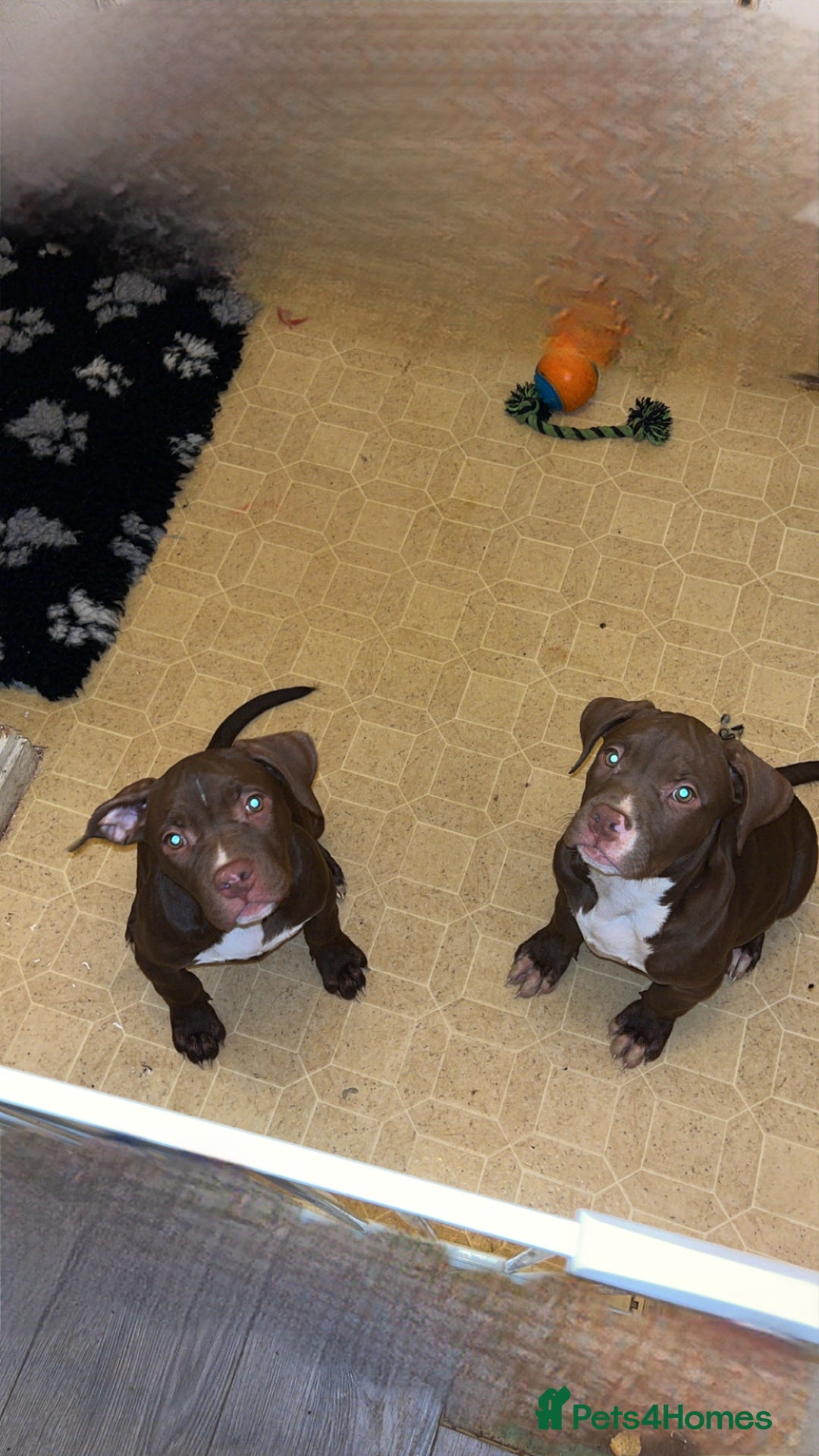 Mixed Breed dogs for sale: 2 beautiful little chunks - Advert 1