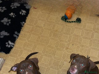 Mixed Breed dogs 2 beautiful little chunks - Advert 1