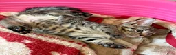 Maine Coon cats for sale: Maine Coon Cross Kittens  - Advert 4