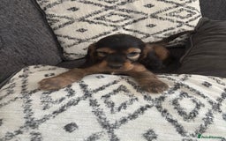 Cocker Spaniel dogs for sale: Beautiful show type cocker spaniel puppies - Image 6