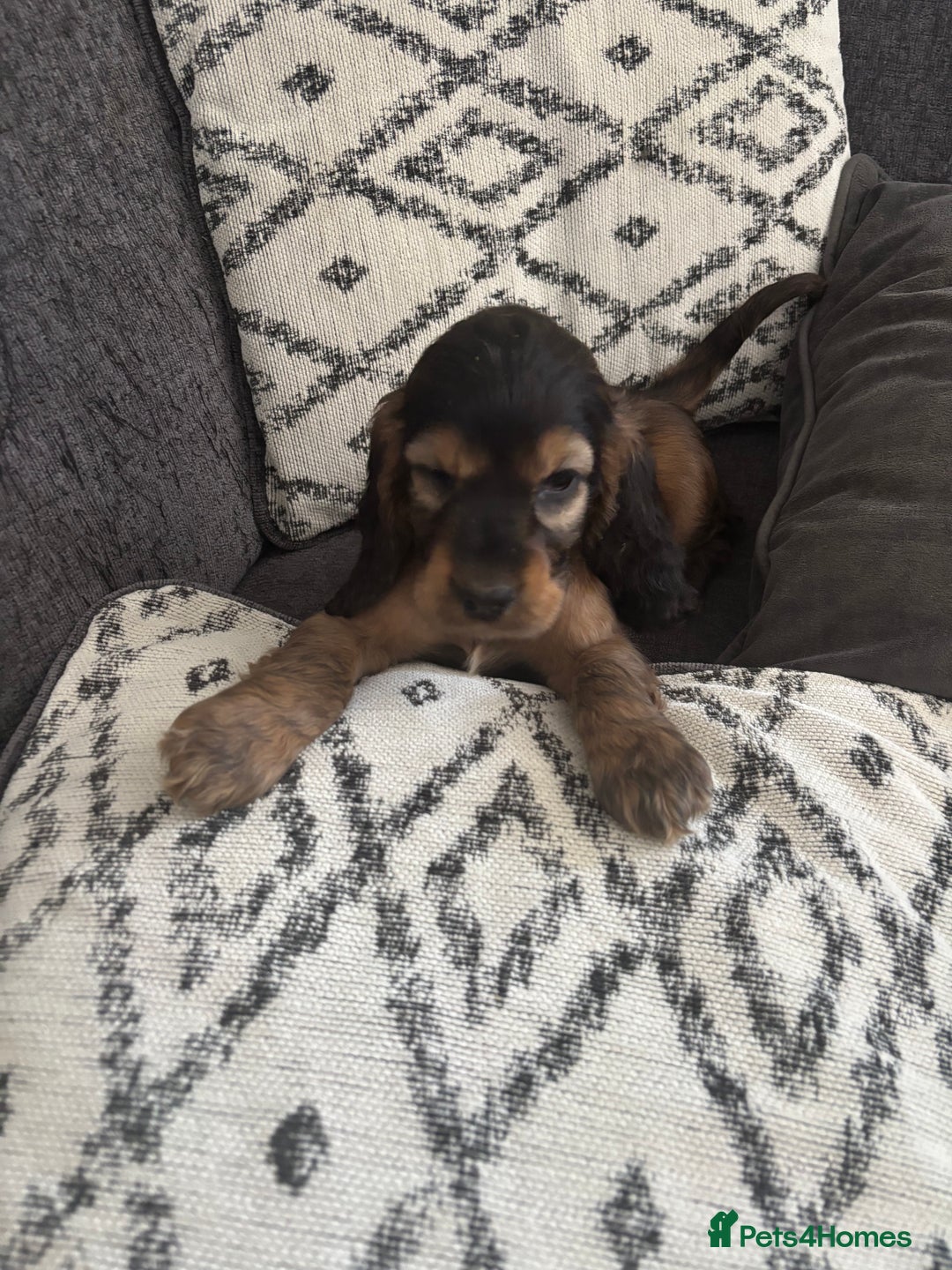 Cocker Spaniel dogs for sale: Beautiful show type cocker spaniel puppies - Image 6