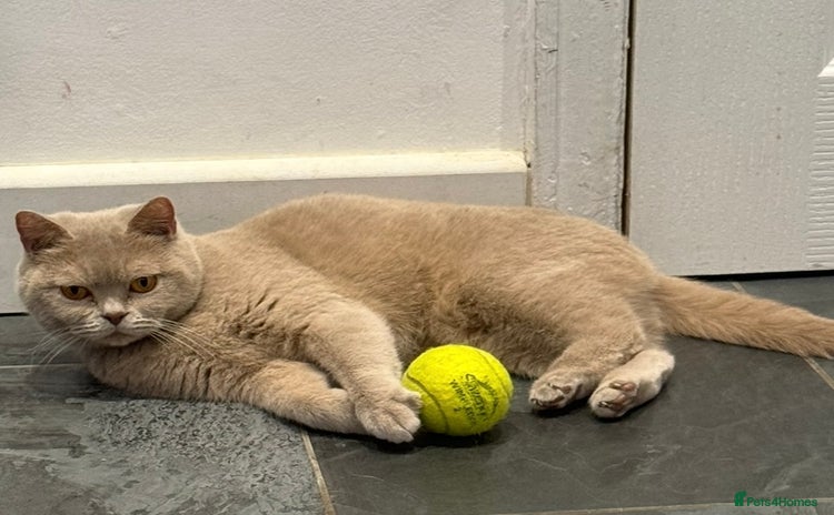 British Shorthair cats - Advert 5