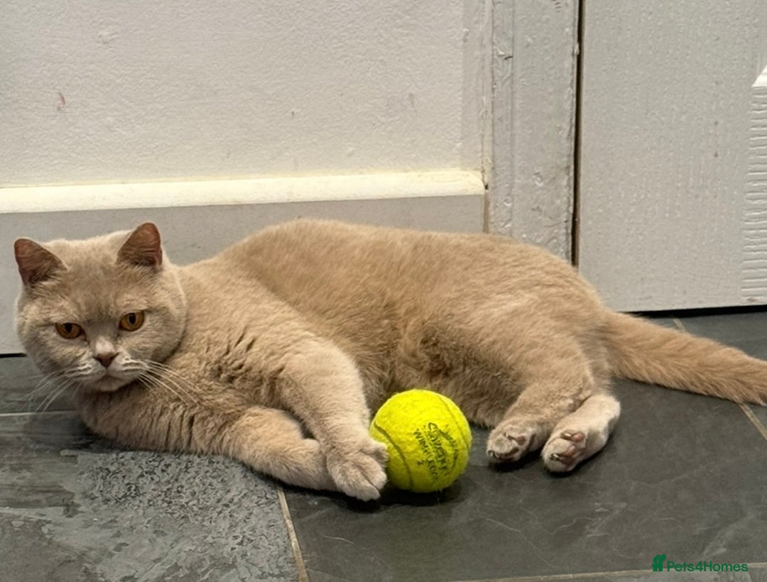 British Shorthair cats for sale: GCCF British Short Hair Fawn Queen 5 years old - Image 1