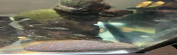 Catfish fish for sale: Bristlenose catfish (Ancistrus sp.) - Advert 3