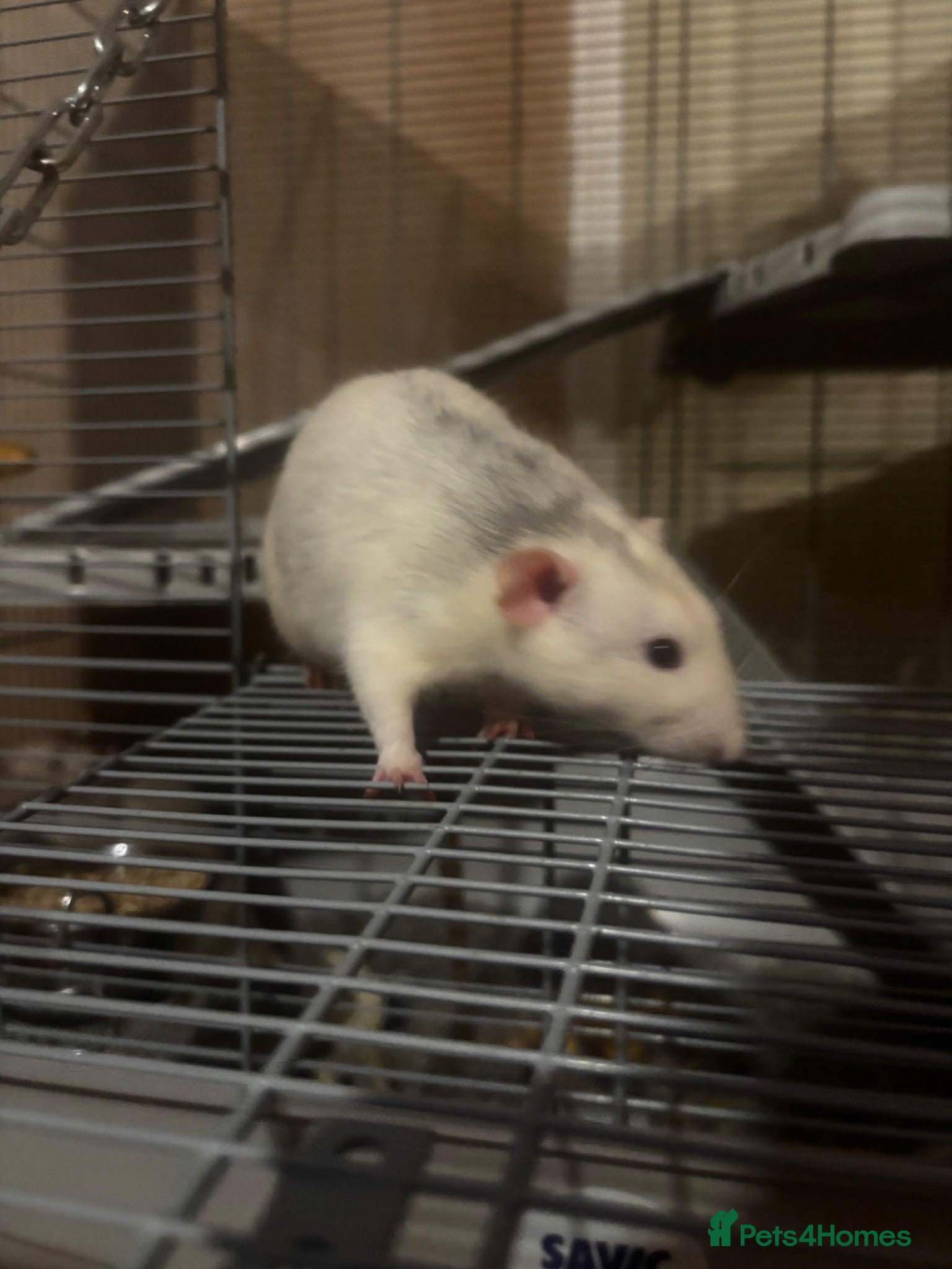 Rat rodents Male rats Keith( gray and white) Kevin  - Advert 17