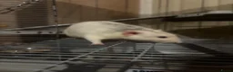 Rat rodents for sale: Male rats Keith( gray and white) Kevin  in Leicester - Advert 1