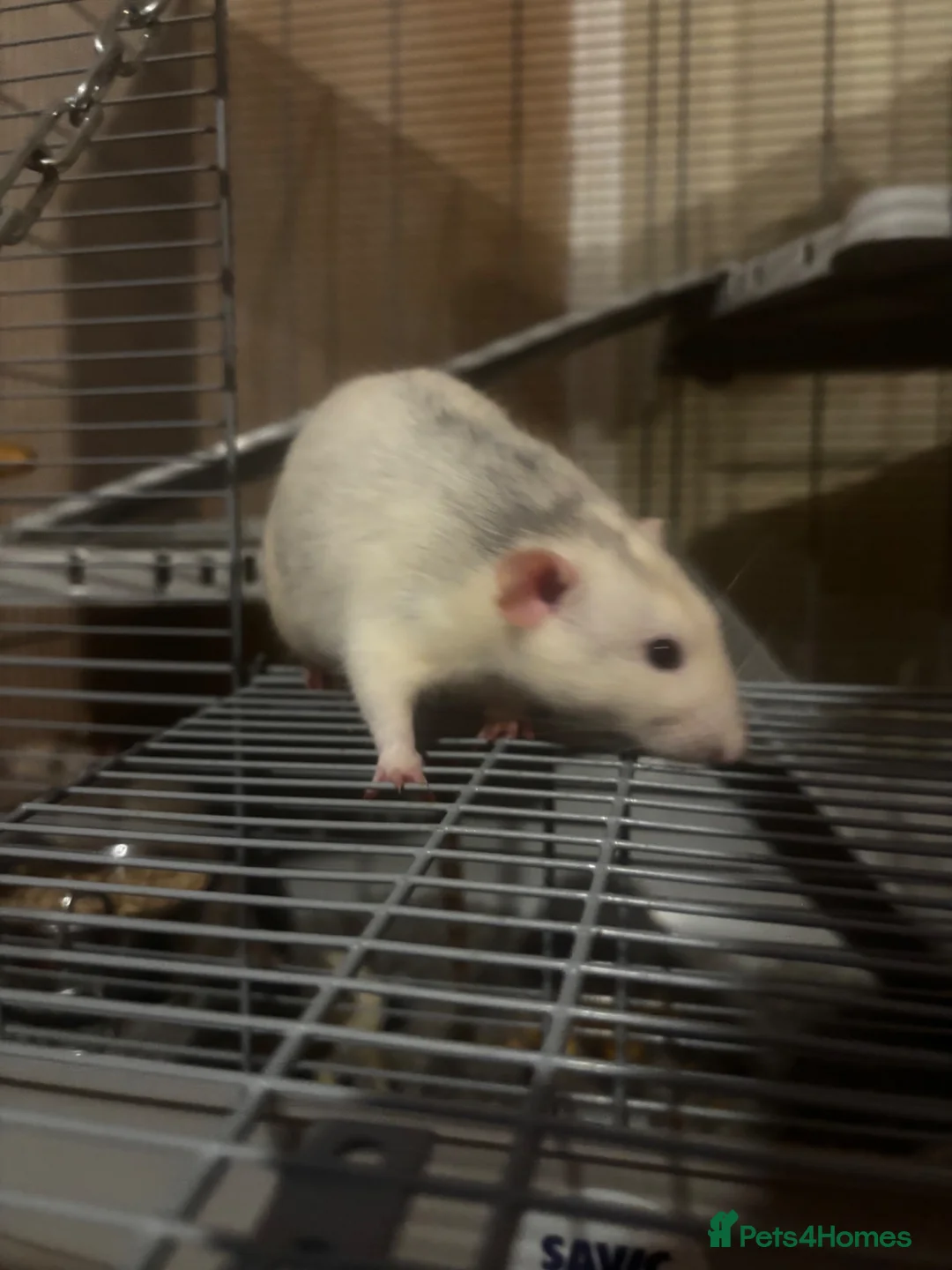 Rat rodents for sale: Male rats Keith( gray and white) Kevin  in Leicester - Advert 1