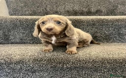 Miniature Dachshund dogs for sale: ISABELLA  LONGHAIRED  GIRL 💗💗💗 - Image 4