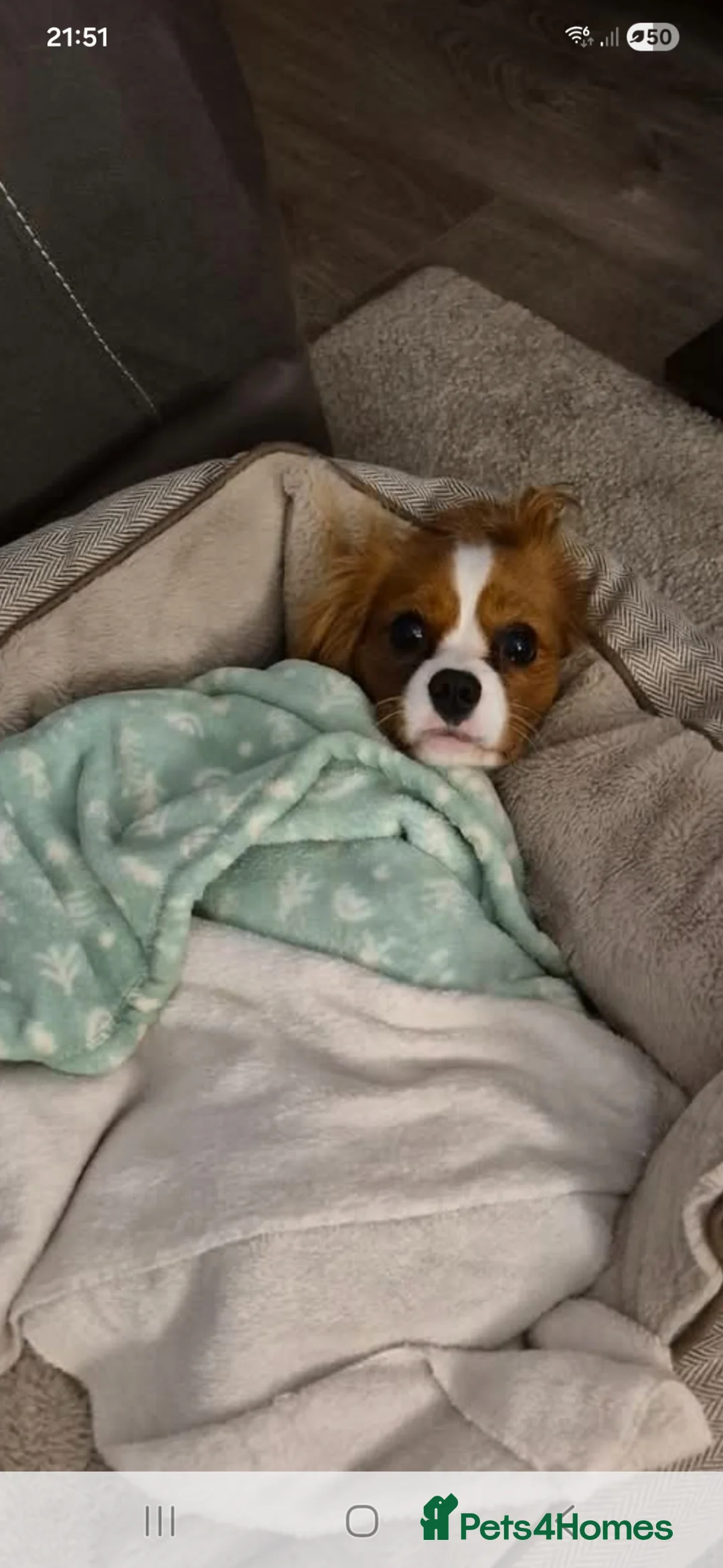 Cavalier King Charles Spaniel dogs for sale: Ringo  - Advert 2