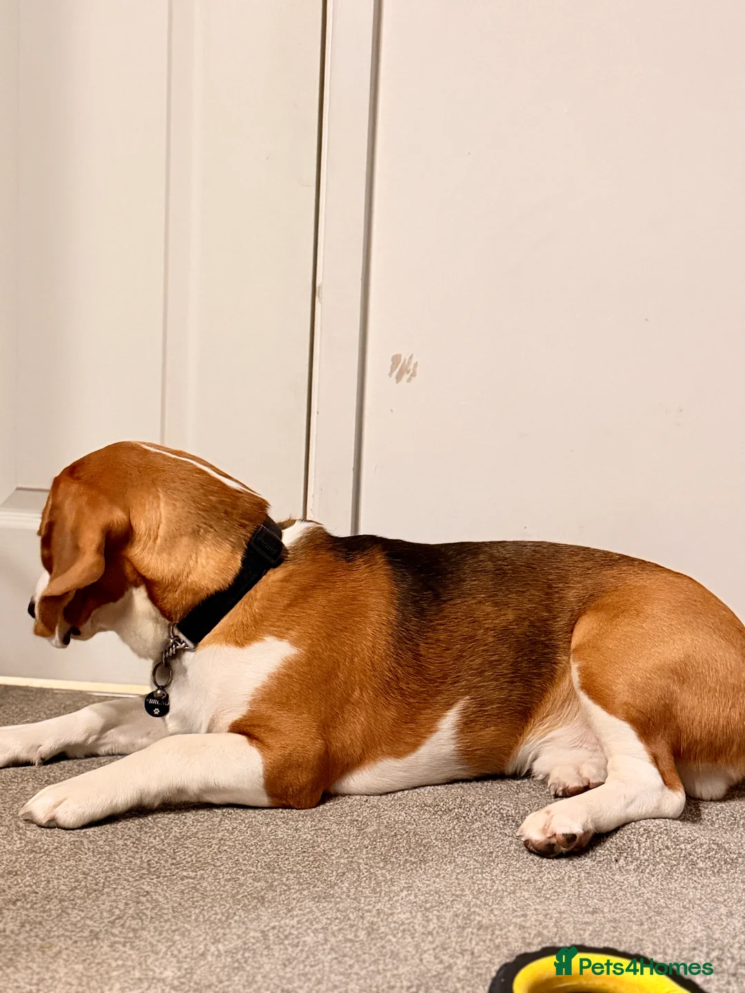 Beagle dogs for sale: Lovely Beagle looking for a NEW HOME - Advert 6