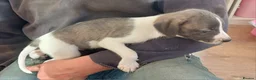 Mixed Breed dogs for sale: Bedlington whippet/Bedlington greyhound x whippet - Advert 14