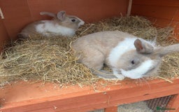 Mixed Breed rabbits for sale: 2 male rabbits with hutch - Image 7
