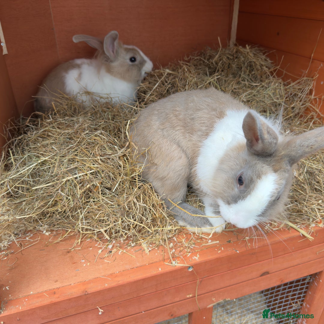 Mixed Breed rabbits for sale: 2 male rabbits with hutch - Image 7