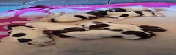 English Springer Spaniel dogs for sale: Beautiful Liver & White Springer Spaniel Puppies - Advert 9