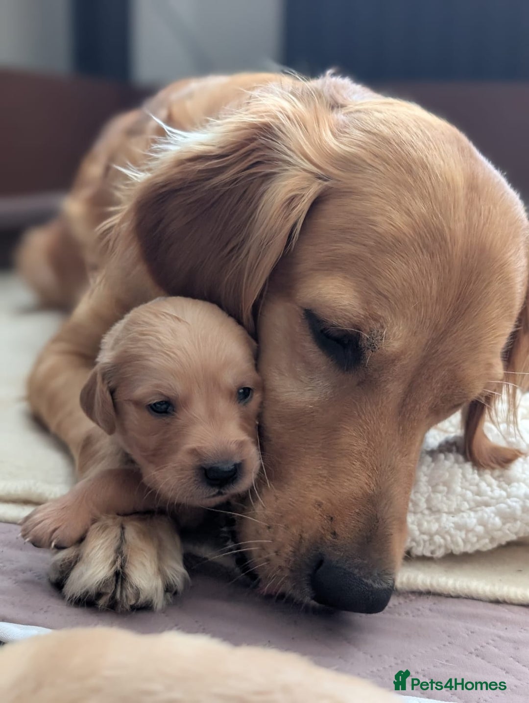 Golden Retriever dogs for sale: Golden Retiever Puppies   - Image 2