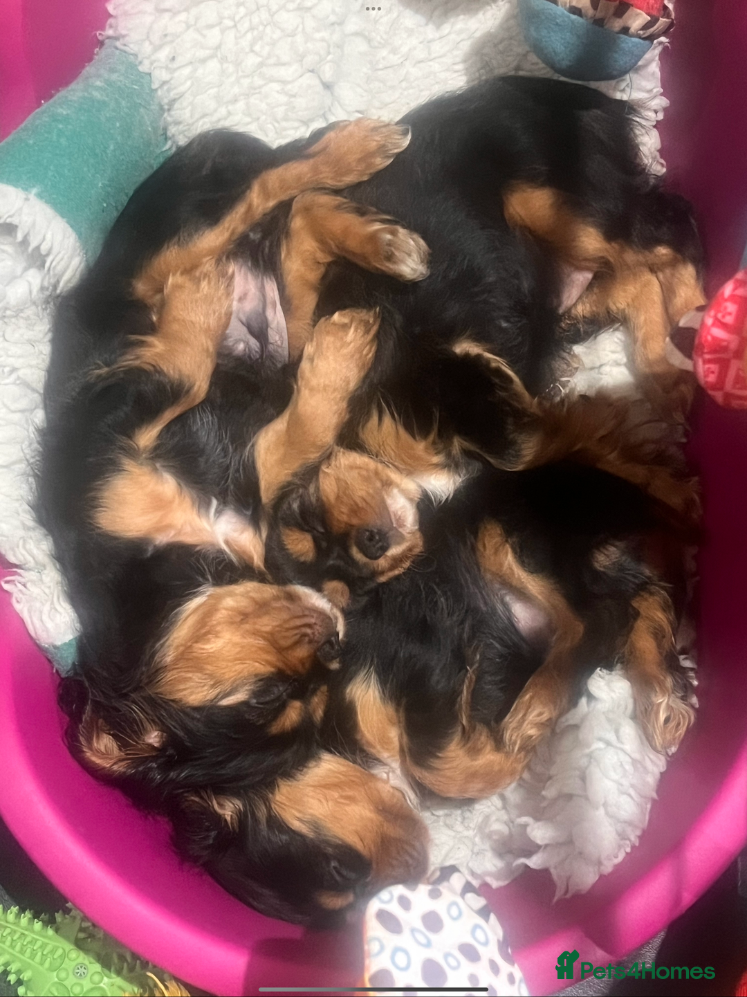 Cavalier King Charles Spaniel dogs for sale: Confident female cavalier - Advert 3