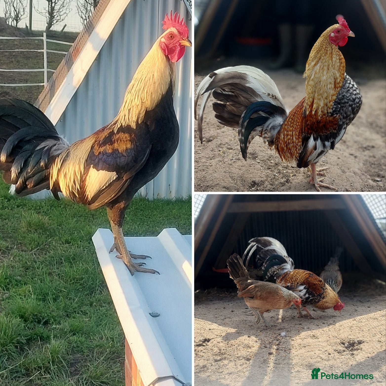 Chickens poultry Dominique American Game hatching eggs & chicks  - Advert 1