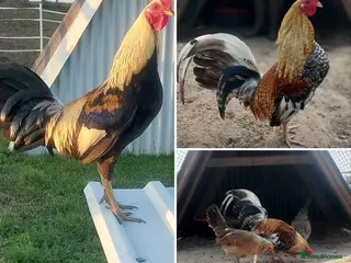 Chickens poultry Dominique American Game hatching eggs & chicks - Advert 15