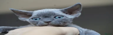 Devon Rex 4 Sage 
