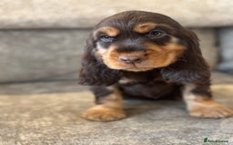 Cocker Spaniel dogs for sale: BEAUTIFUL SHOW TYPE COCKER SPANIELS  - Image 31