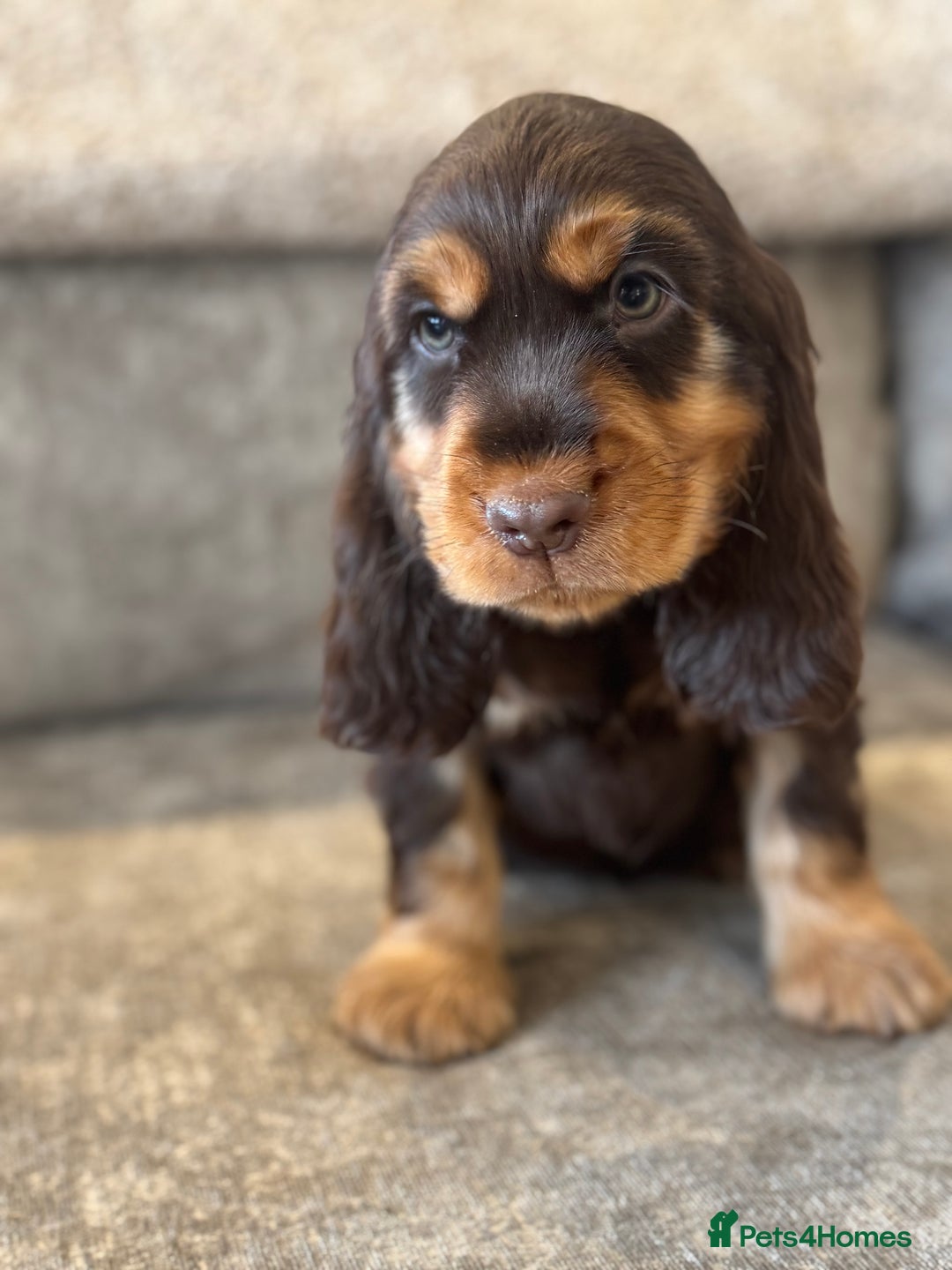 Cocker Spaniel dogs for sale: BEAUTIFUL SHOW TYPE COCKER SPANIELS  - Image 31