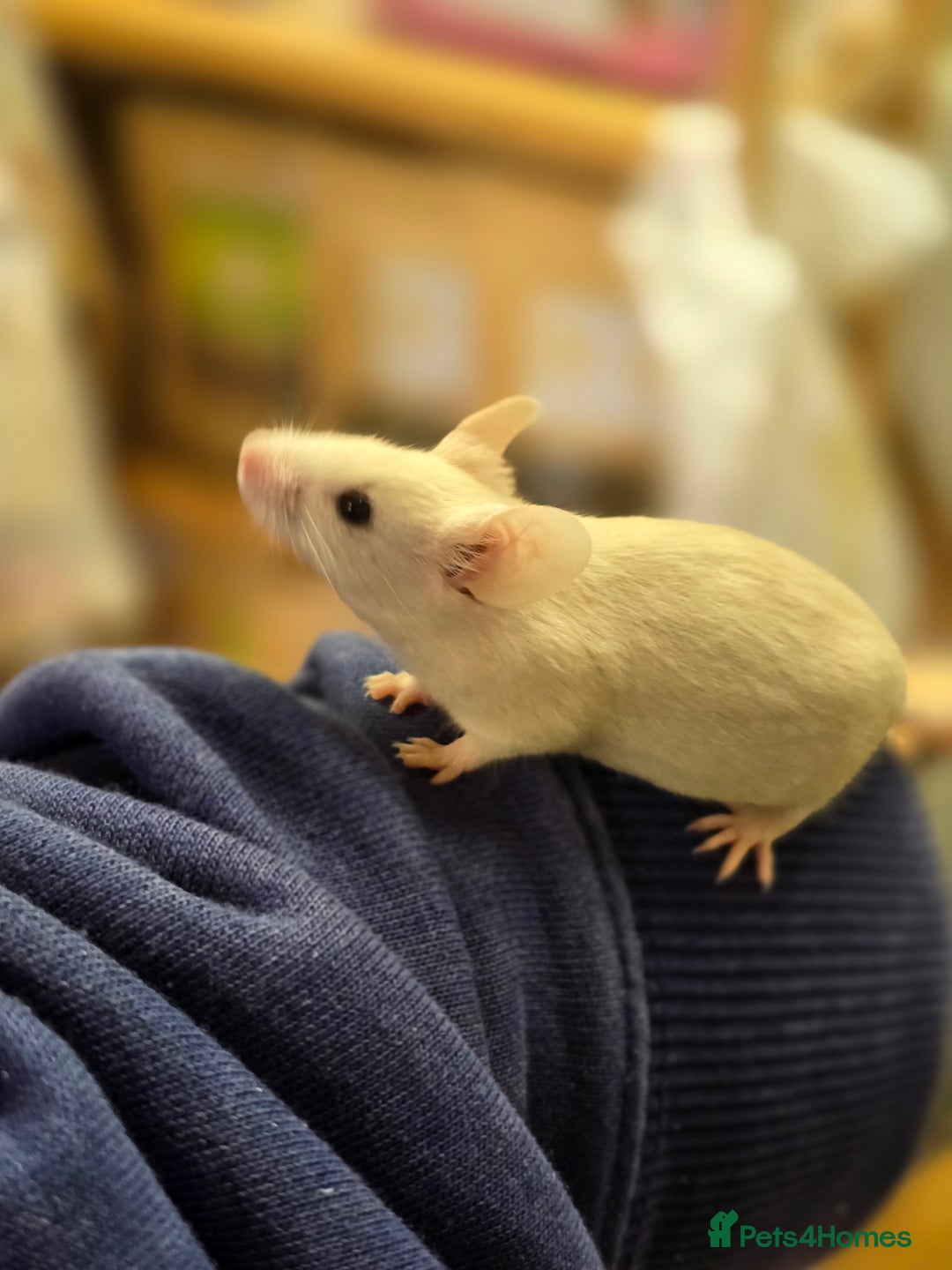 Mouse rodents for sale: Baby female mice available  - Advert 13