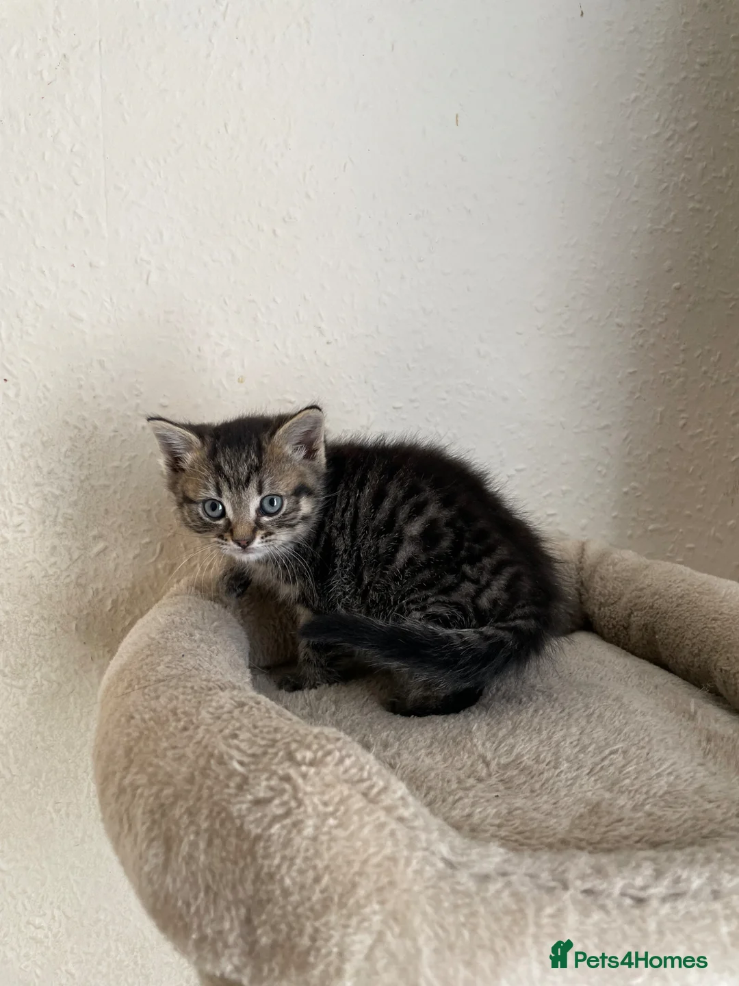 Mixed Breed cats for sale: 2 adorable kittens (siblings) for sell  - Advert 4