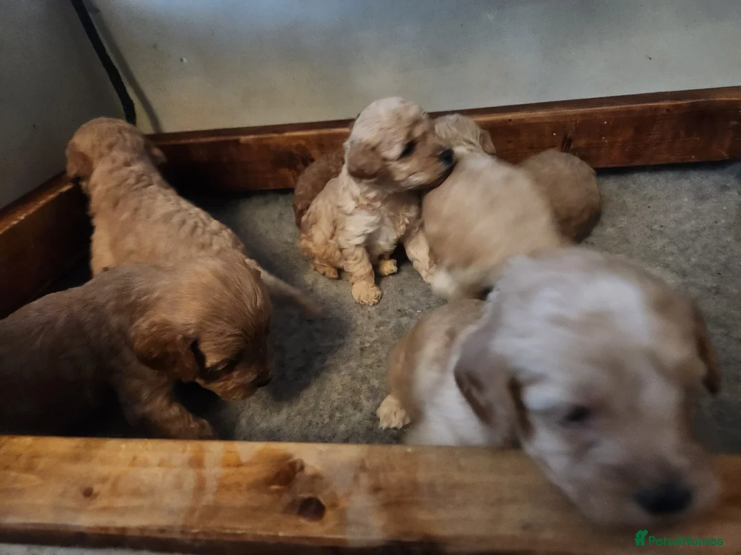 Cavapoo dogs for sale: Stunning Cavapoo's with complete puppy package  - Advert 9