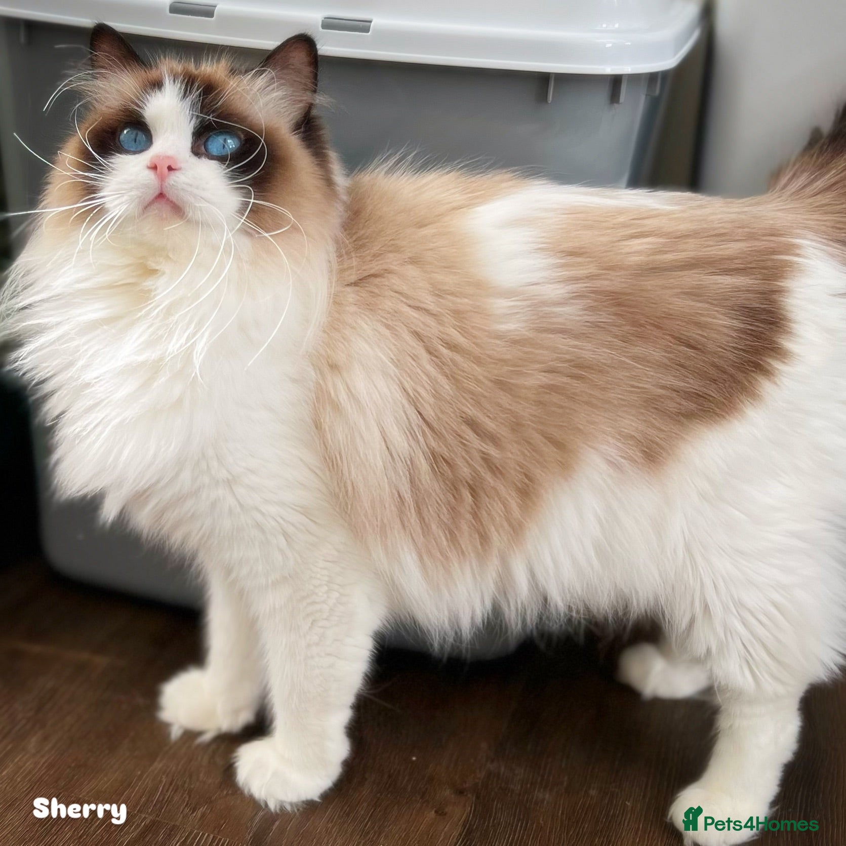 Ragdoll cats Beautiful cuddling ragdoll girl - Advert 2