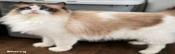 Ragdoll cats for sale: Beautiful cuddling ragdoll girl - Advert 4