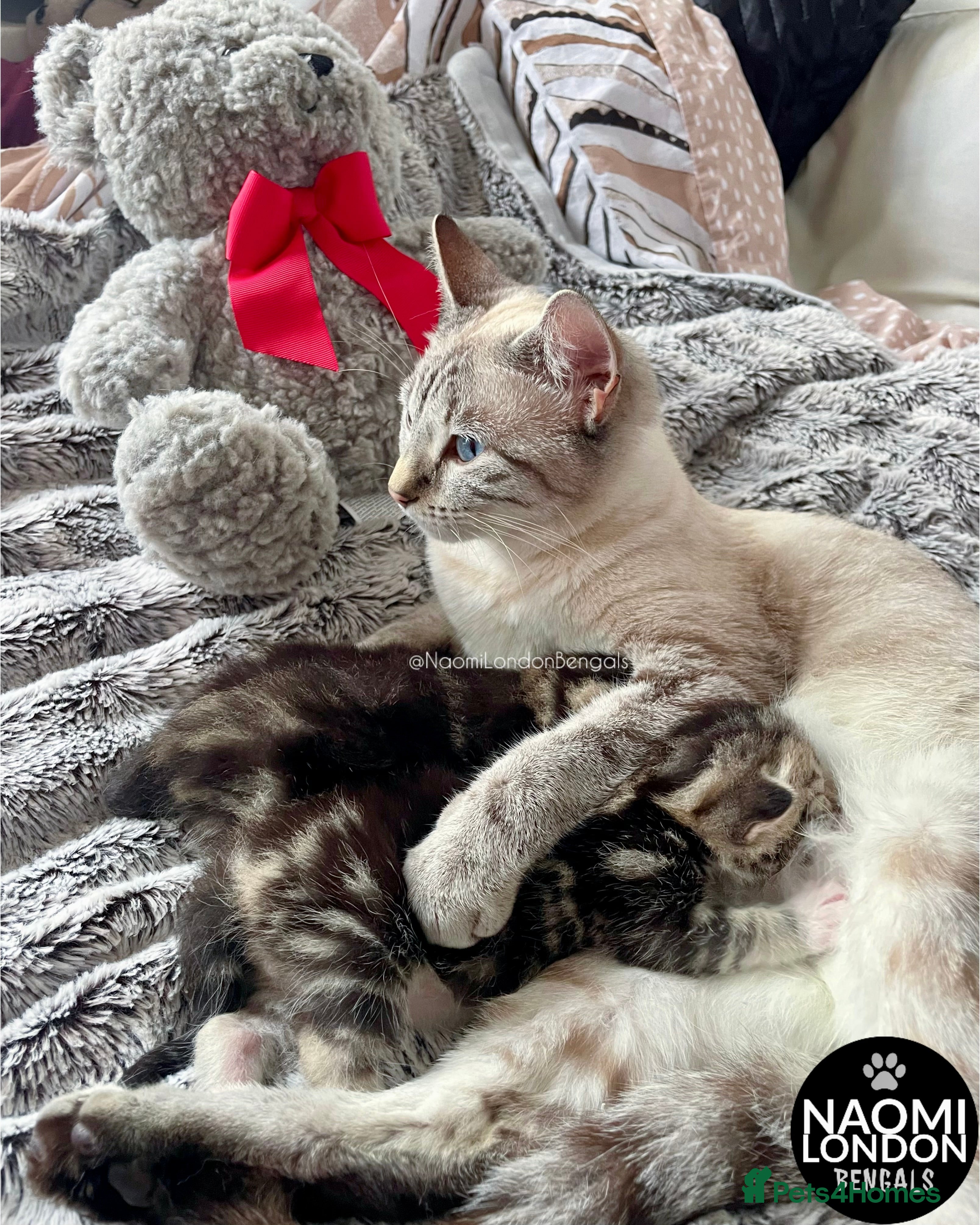 Bengal cats ⭐️ BENGAL KITTENS FOR SALE! ⭐️🩷❤️🧡💛💚🩵💙💜 - Advert 2