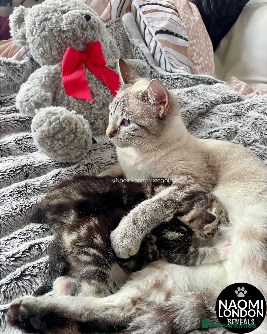 Bengal cats for sale: ⭐️ BENGAL KITTENS FOR SALE! ⭐️🩷❤️🧡💛💚🩵💙💜 - Advert 2