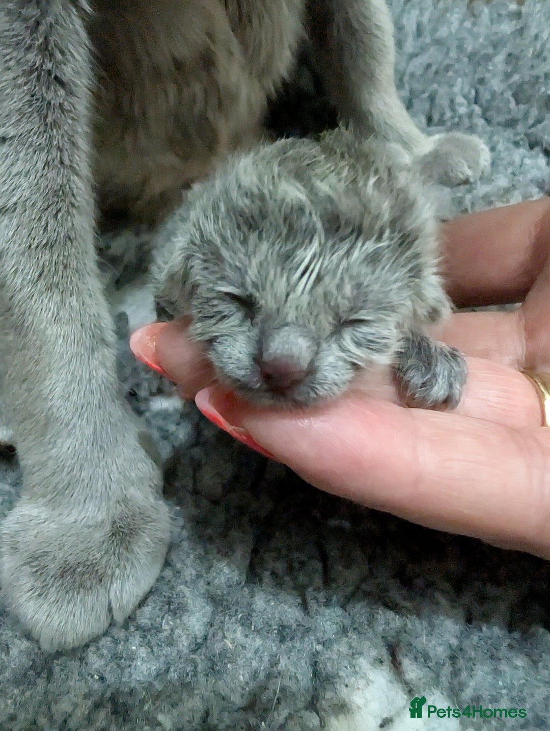 Russian Blue cats for sale: Full Pedigree Russian Blue kittens  - Advert 5