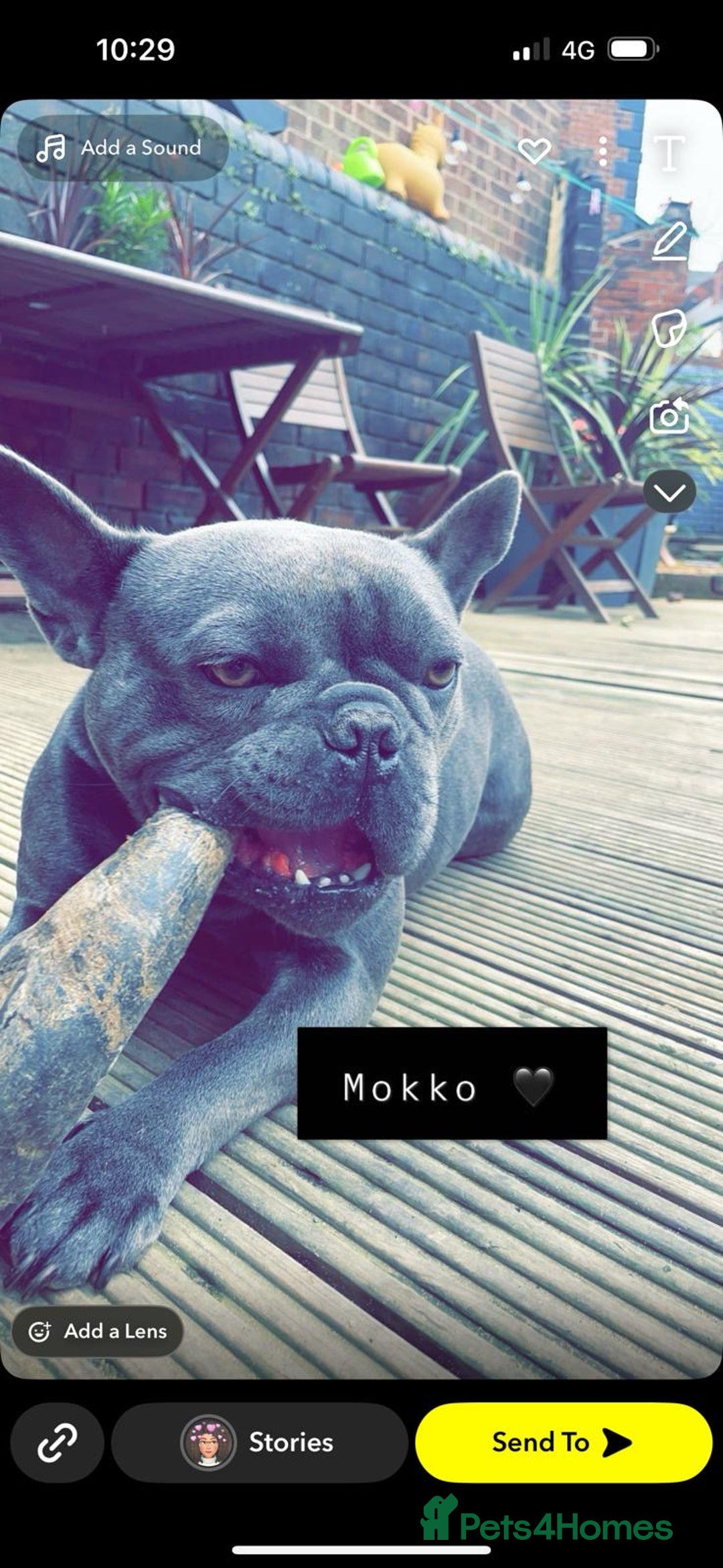French Bulldog dogs for sale: 2 lovely Frenchies,  - Image 1